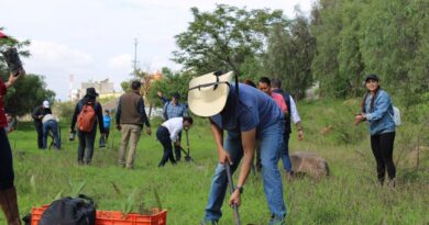 Más de 300 voluntarios reforestan la zona protegida Cerritos del Quinceo