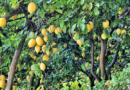 ¡Entrega de Árboles Frutales en Sahuayo!