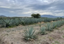 Agave para producir tequila y mezcal en Michoacán será libre de deforestación: Secma