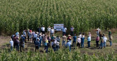Productores y escuelas rurales reciben apoyo de maíz con alto contenido proteico: Sader