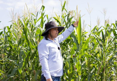 Casi 12 mil productores beneficiados con incentivos para maíz blanco en Michoacán