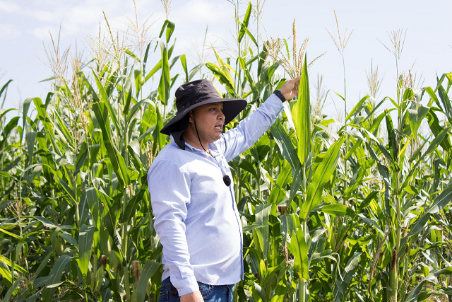 Casi 12 mil productores beneficiados con incentivos para maíz blanco en Michoacán