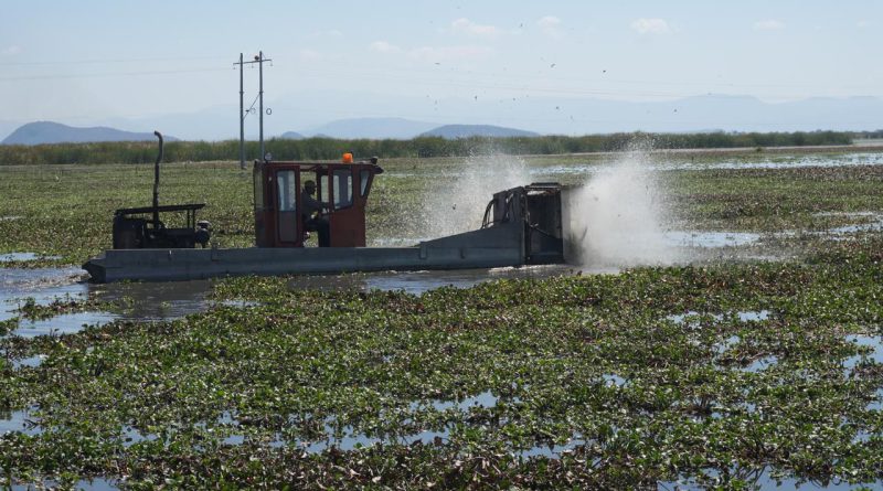 Michoacán rehabilitará 60 hectáreas del lago de Cuitzeo