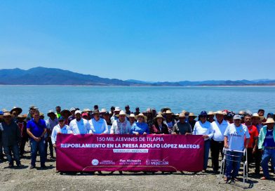 Siembra Compesca 150 mil tilapias para impulsar la economía en Churumuco