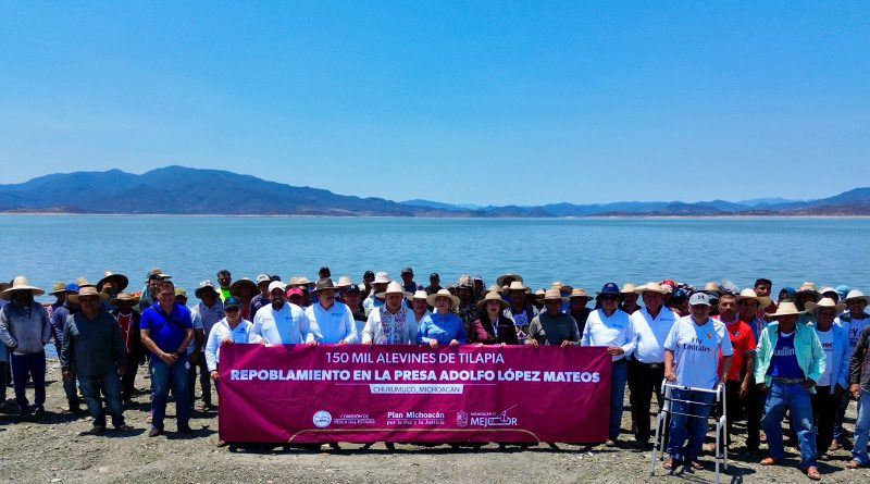 Siembra Compesca 150 mil tilapias para impulsar la economía en Churumuco