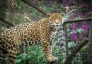 Busca Zoológico de Morelia reproducción de jaguares bajo cuidado humano
