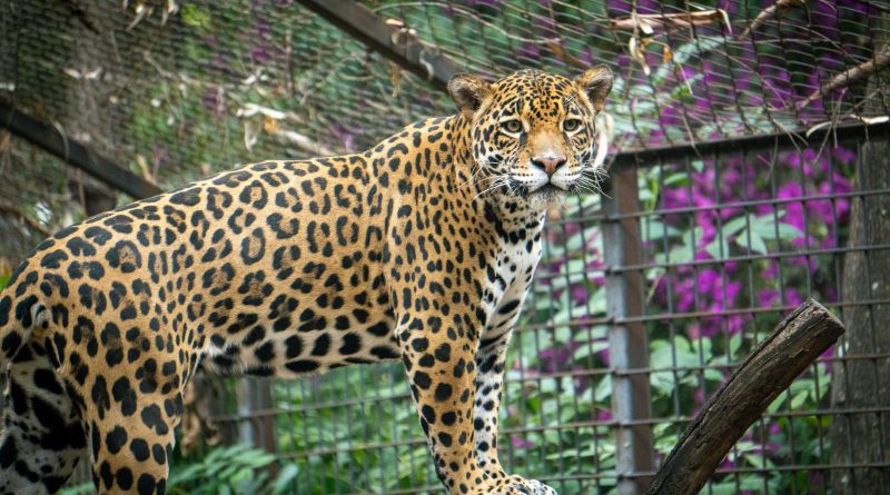 Busca Zoológico de Morelia reproducción de jaguares bajo cuidado humano