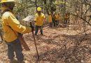 Atiende Gobierno de Michoacán incendio forestal en Salvador Escalante