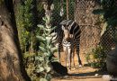 ¡Bienvenido a casa! Nace cebra de Grant en el Zoológico de Morelia