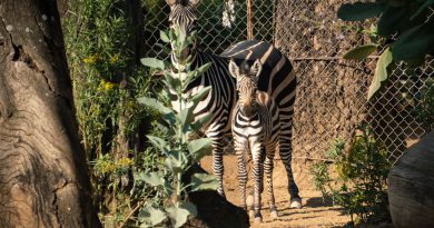 ¡Bienvenido a casa! Nace cebra de Grant en el Zoológico de Morelia