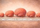 El cerebro a lo largo de la vida: cinco etapas, múltiples transformaciones