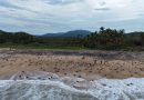 Michoacán, destino donde tres especies de tortuga marina eligen la vida