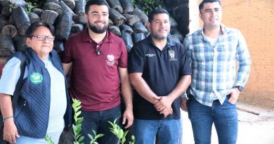 Impulso histórico al limón michoacano; avanza renovación de huertas en Tierra Caliente