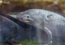 Zoológico de Morelia llevará ciencia para el rescate del ajolote a EE.UU.