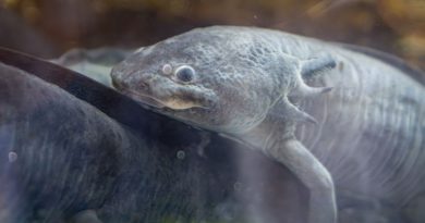 Zoológico de Morelia llevará ciencia para el rescate del ajolote a EE.UU.