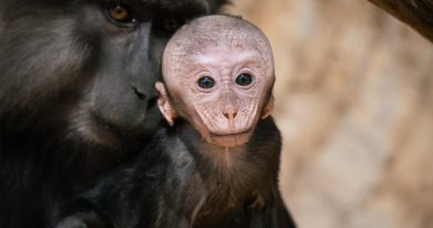 Zoológico de Morelia registra más de 500 nacimientos durante la actual administración