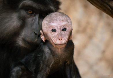 Zoológico de Morelia registra más de 500 nacimientos durante la actual administración