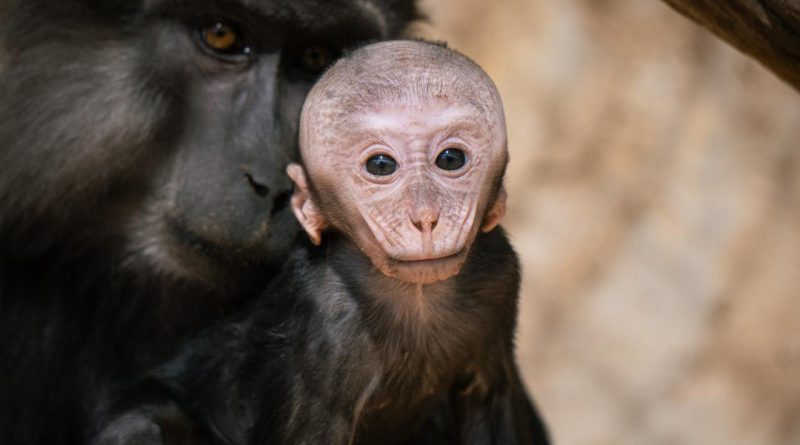 Zoológico de Morelia registra más de 500 nacimientos durante la actual administración