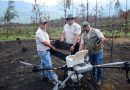 Así es la tecnología de las semillas que reforestan los bosques michoacanos