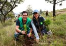 PVEM Michoacán planta 5 mil pinos y avanza hacia la meta de 20 mil árboles en el estado