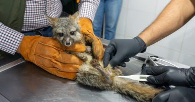 Zoológico de Morelia recibe a zorro gris rescatado por Profepa