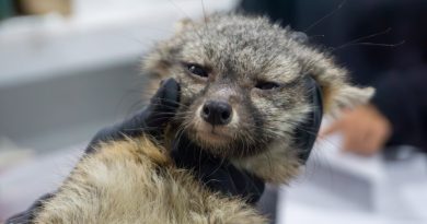 Zorro gris rescatado se prepara para regresar a la vida silvestre
