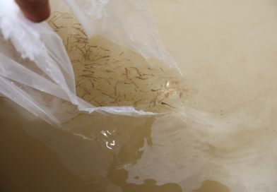 Programa de conservación del lago de Pátzcuaro alcanza los 60 mil peces liberados en el año