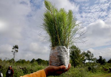 Reforestación en Michoacán, clave para la recuperación de ecosistemas y recursos hídricos