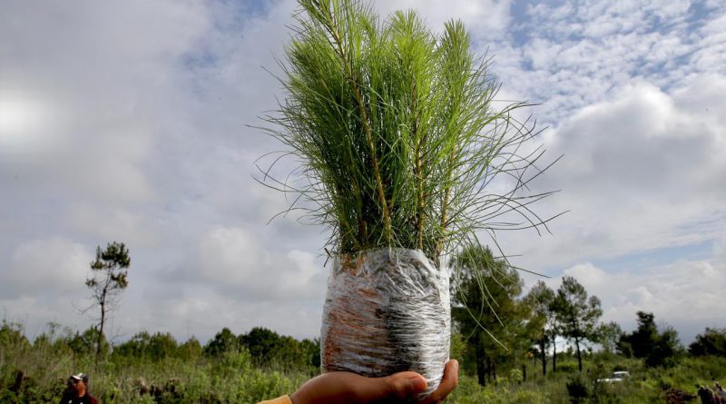 Reforestación en Michoacán, clave para la recuperación de ecosistemas y recursos hídricos