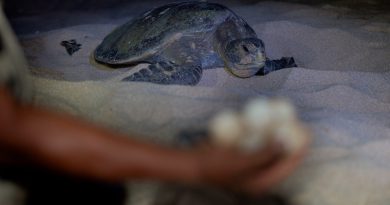 Inicia arribazón masiva de tortuga marina en playas de Michoacán