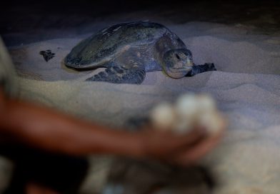 Inicia arribazón masiva de tortuga marina en playas de Michoacán
