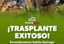 Se suman 28 árboles trasplantados a las acciones ambientales del Morebús