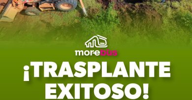 Se suman 28 árboles trasplantados a las acciones ambientales del Morebús