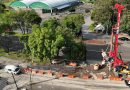 Más de 20 mil árboles transformarán Morelia junto con el Morebús: Sedum