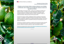 EE. UU. reanudará exportación de aguacate a partir de mañana 8 de agosto: Bedolla