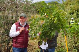 El gobernador Alfredo Ramírez Bedolla encabezó la segunda jornada de reforestación del proyecto Morebús en los límites de Morelia y Charo, donde se plantaron 2 mil 500 árboles.
