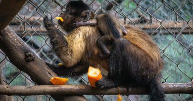 Celebra Zoológico de Morelia el nacimiento de una tierna cría de mono capuchino