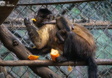Celebra Zoológico de Morelia el nacimiento de una tierna cría de mono capuchino
