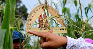 Más de 520 mdp para fortalecer la producción de maíz en Michoacán