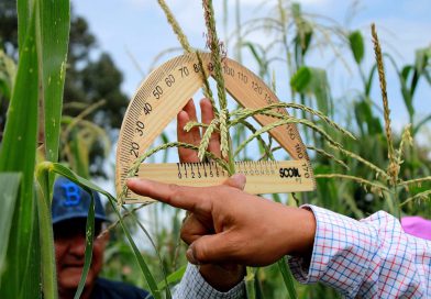 Más de 520 mdp para fortalecer la producción de maíz en Michoacán