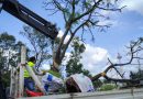 Morebús fortalece la compensación ambiental con la replantación de 50 árboles