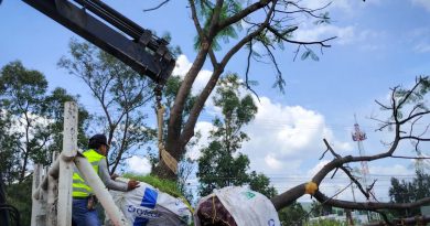 Morebús fortalece la compensación ambiental con la replantación de 50 árboles