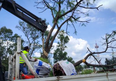 Morebús fortalece la compensación ambiental con la replantación de 50 árboles