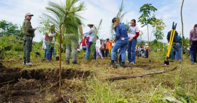 Compensación de 32 mil árboles por el Morebús equivale a una superficie de 45 canchas de fútbol