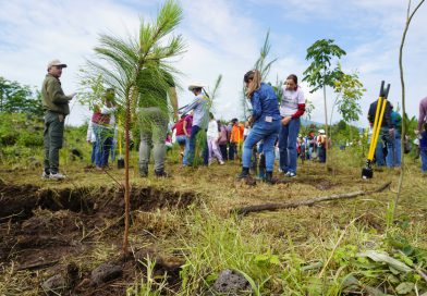 Compensación de 32 mil árboles por el Morebús equivale a una superficie de 45 canchas de fútbol