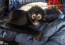 Zoológico de Morelia resguarda un tigre de Bengala, un mono araña y dos loros cabeza amarilla