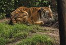 Cateos en Los Reyes y Peribán dejan un detenido y fauna exótica decomisada