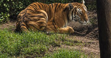 Cateos en Los Reyes y Peribán dejan un detenido y fauna exótica decomisada