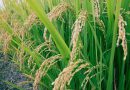 Garantizados los incentivos para roductores de trigo y arroz en Michoacán