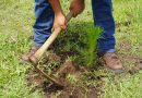 Crece 120% la reforestación en Áreas de Conservación de Michoacán; van 55 mil plantas